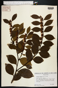 Lyonia lucida image