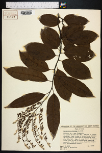 Oxydendrum arboreum image