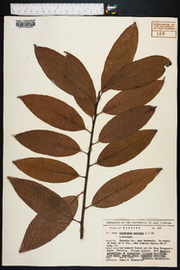 Oxydendrum arboreum image