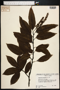 Oxydendrum arboreum image