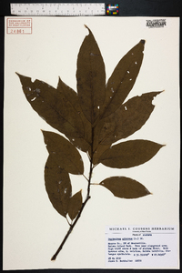 Oxydendrum arboreum image