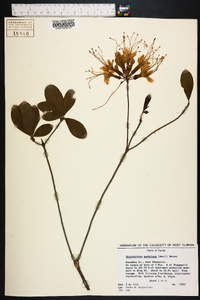 Rhododendron austrinum image