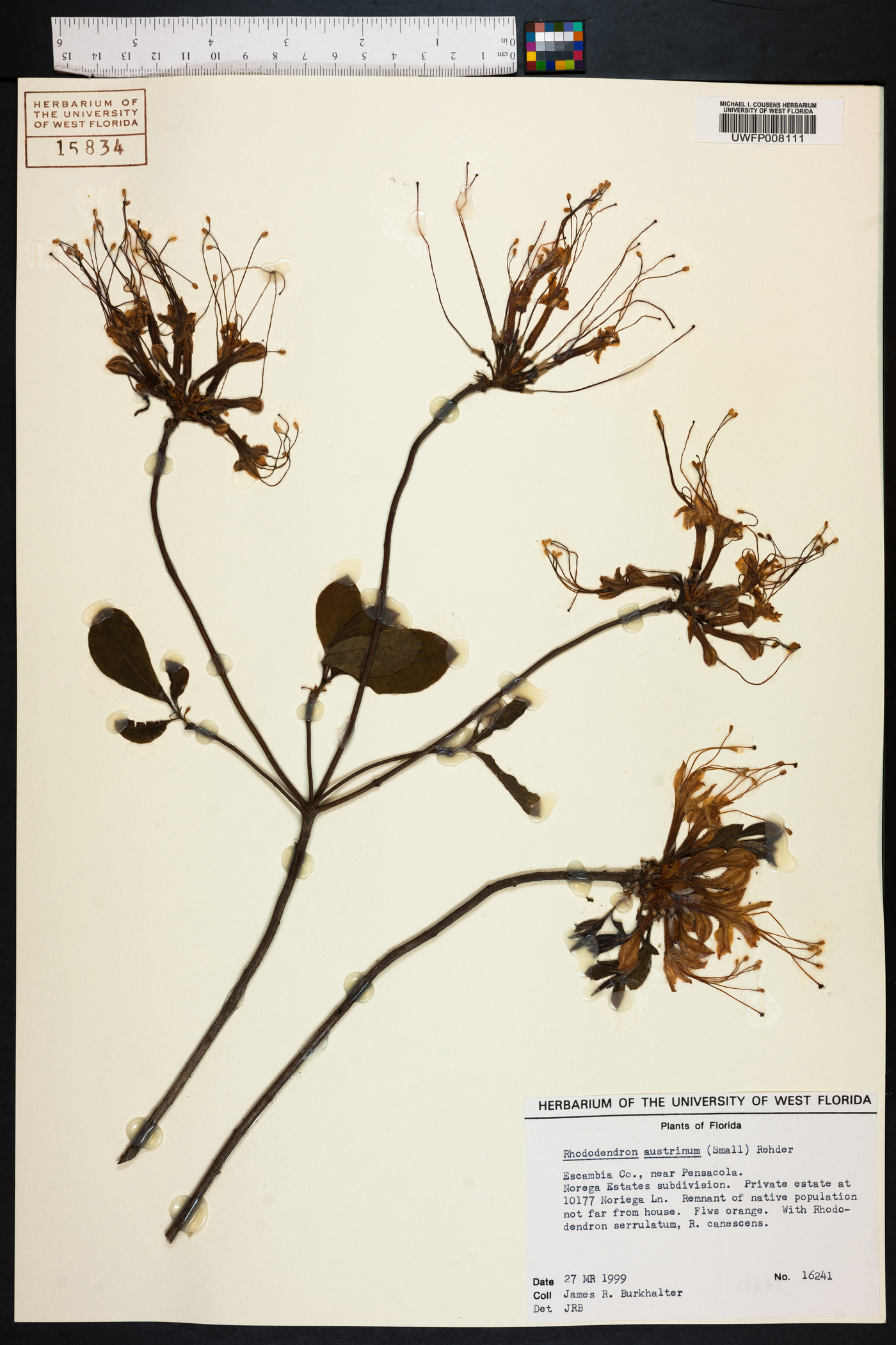 Rhododendron austrinum image