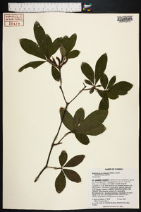 Rhododendron canescens image