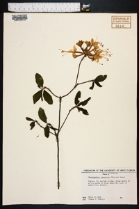 Rhododendron canescens image