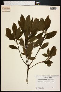 Rhododendron canescens image