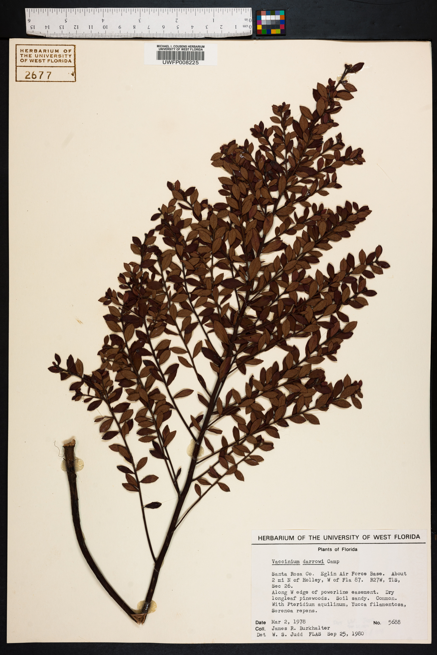 Vaccinium darrowii image