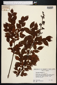 Vaccinium fuscatum image