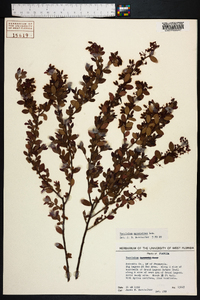 Vaccinium myrsinites image