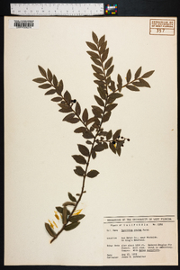 Vaccinium ovatum image