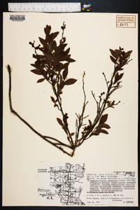 Vaccinium angustifolium image