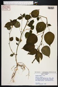 Acalypha setosa image