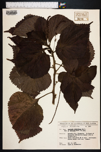 Acalypha wilkesiana image