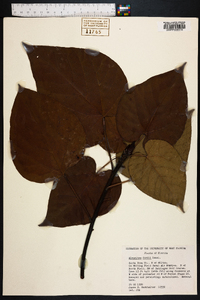 Aleurites fordii image