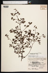 Chamaesyce hyssopifolia image