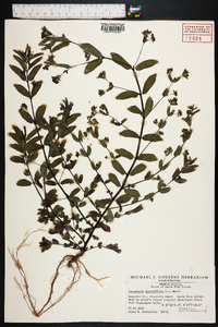 Chamaesyce hyssopifolia image