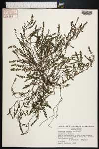 Euphorbia prostrata image