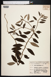 Croton argyranthemus image