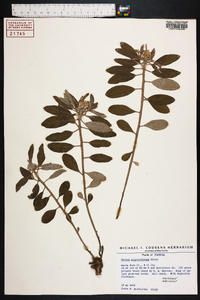 Croton argyranthemus image