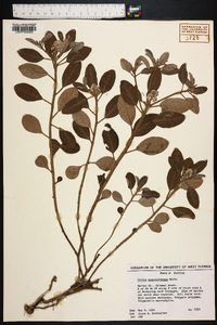 Croton argyranthemus image