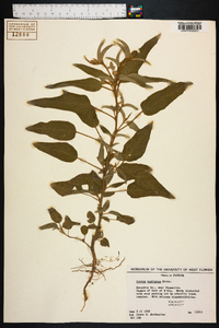 Croton capitatus image