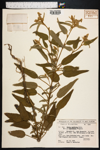 Croton capitatus image