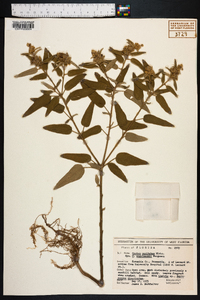 Croton capitatus image