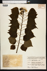 Sapium sebiferum image