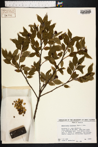 Sebastiania fruticosa image