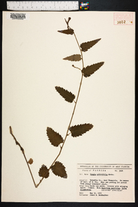 Tragia urticifolia image