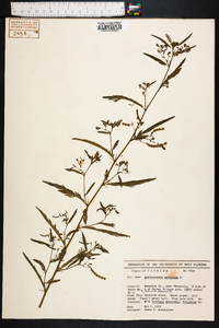 Aeschynomene americana image