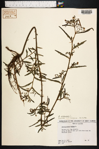 Aeschynomene americana image