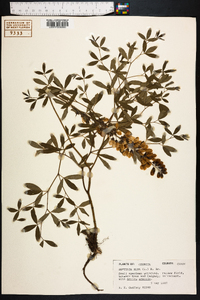 Baptisia alba image