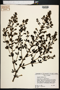 Baptisia hirsuta image