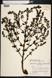 Baptisia hirsuta image