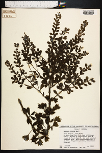 Baptisia hirsuta image