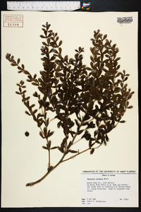 Baptisia hirsuta image