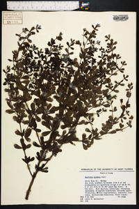 Baptisia hirsuta image