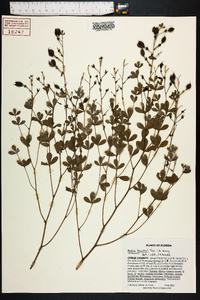 Baptisia lecontei image