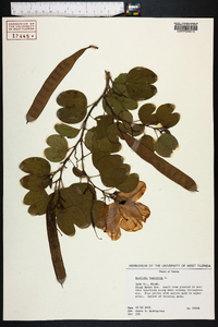 Bauhinia tomentosa image