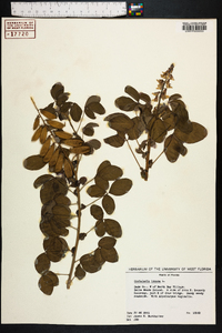 Crotalaria incana image