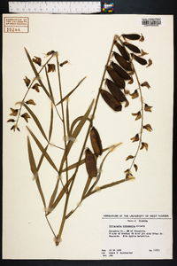 Crotalaria intermedia image