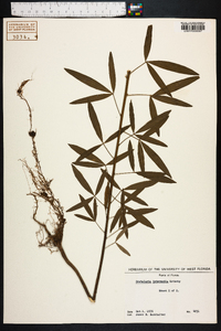 Crotalaria intermedia image