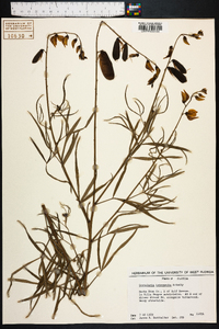 Crotalaria intermedia image