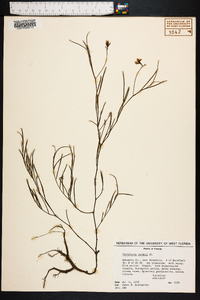 Crotalaria purshii image