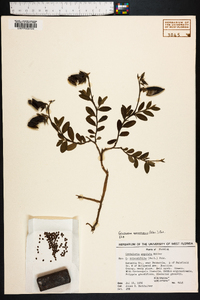 Crotalaria rotundifolia image