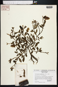 Crotalaria rotundifolia image