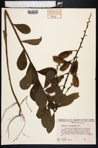 Crotalaria spectabilis image