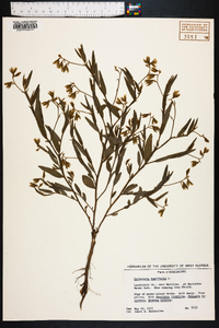 Crotalaria sagittalis image