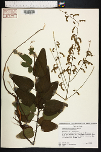 Desmodium floridanum image